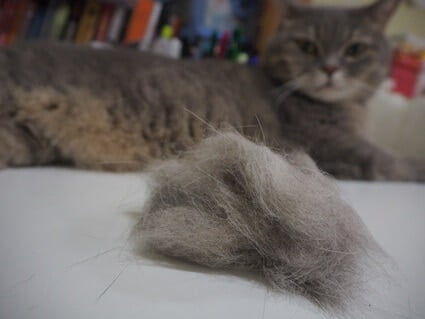 how long does it take for a cat to pass a hairball?