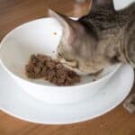 how much protein does an older cat need per day?