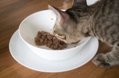 how much protein does an older cat need per day?