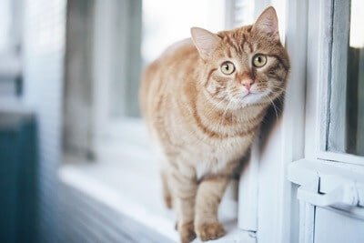 is it safe to let my cat on the balcony?