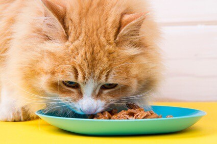 plant-based proteins vs. animal proteins for cats