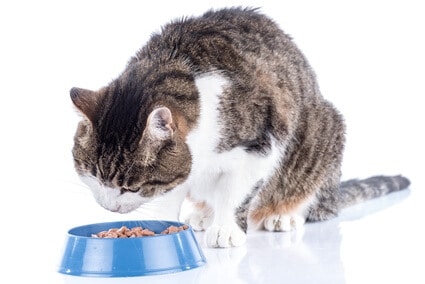 protein for cats with kidney disease