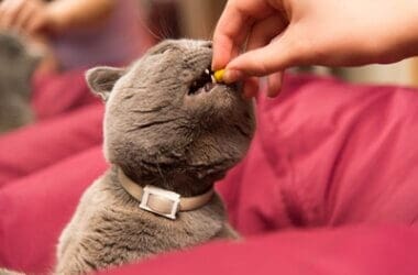 recommended vitamins for cats