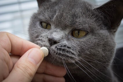 vitamins for older cats