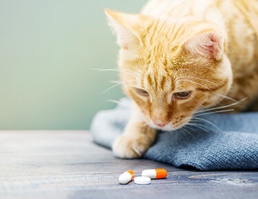 vitamins safe for cats