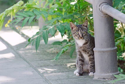 when is it too late to tame a feral cat?