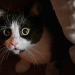 why do cats hide in dark places?