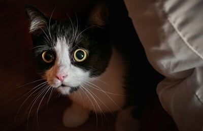 why do cats hide in dark places?