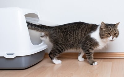 why do cats rub the floor after pooping?