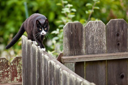 why do cats visit other houses?