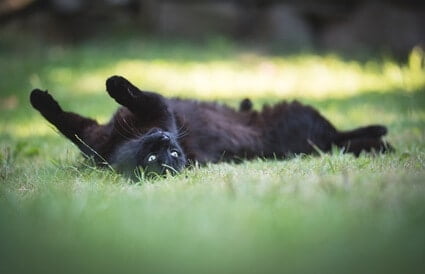 why does my cat flop over when she sees me?