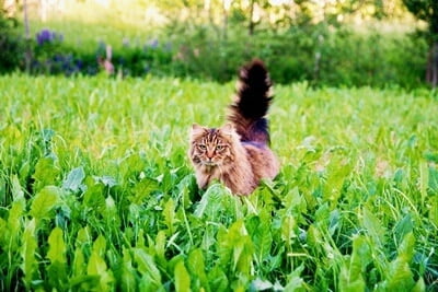 why does my cat's tail tip puff up?