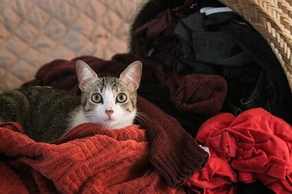 why is my cat suddenly peeing on my clothes?