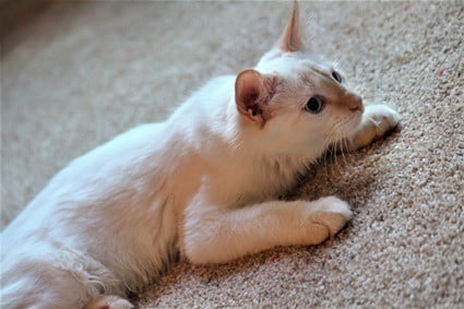 Are Flame Point Siamese Cats Rare?