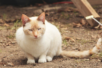 are flame point siamese cats mean?