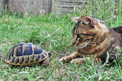 are-tortoises-safe-around-cats?