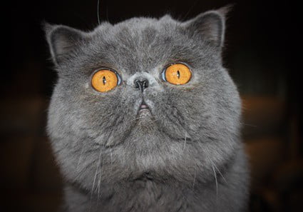 brachycephalic airway syndrome cats