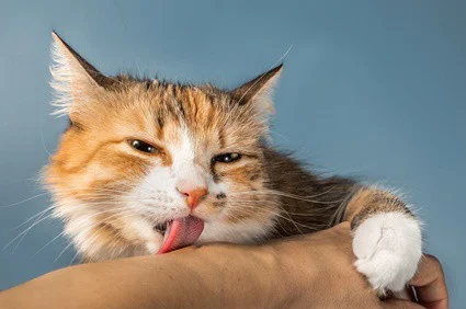 can a cats tongue cut you?