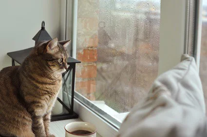 can cats sense bad weather?