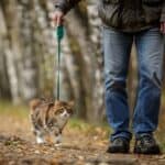 can you walk a cat on a lead?