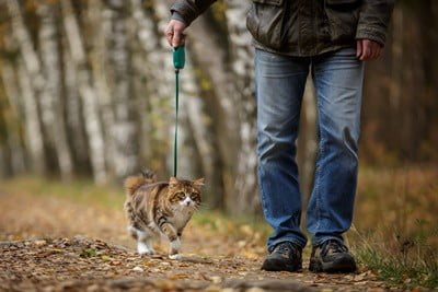 can you walk a cat on a lead?