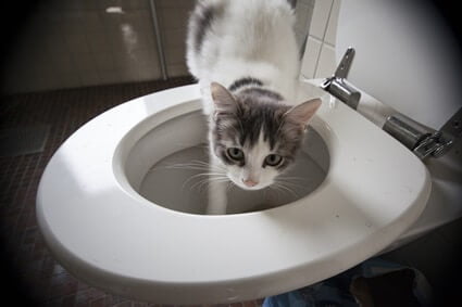cat drank dirty toilet water