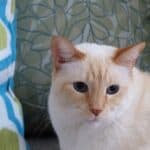 cat names for flame point Siamese