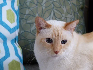 cat names for flame point Siamese