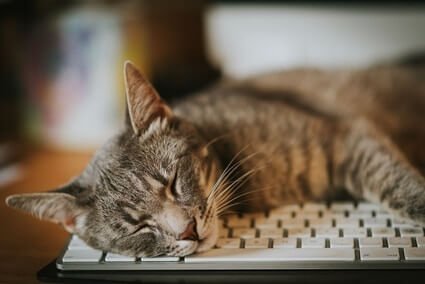 cat sleeping on keyboard