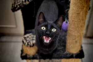 cat walks around with toy meowing