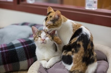 cats grooming each other dominance