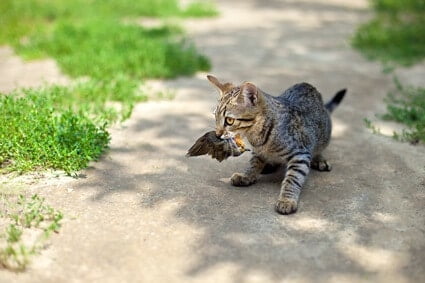 do bells on cats protect birds?