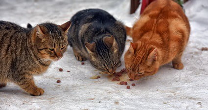 do-cats-need-more-food-in-cold-weather?