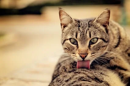 do cats tongues have hair on them?