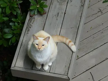 What Does A Flame Point Siamese Look Like What Does A Flame Point Siamese Look Like