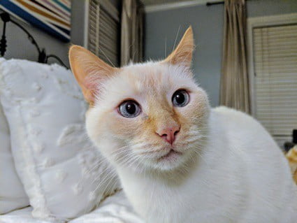 flame point siamese cat behavior