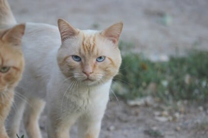 flame point siamese colors