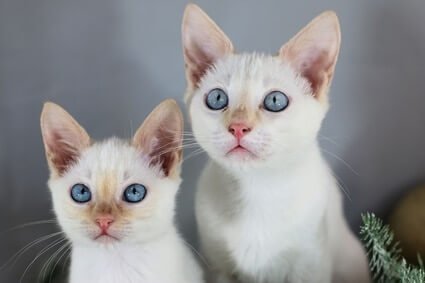 flame point siamese kitten names