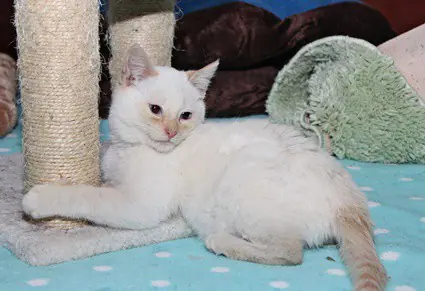 flame point siamese names and meanings
