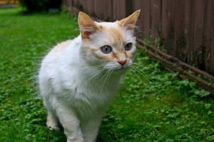 how big do flame point siamese get?