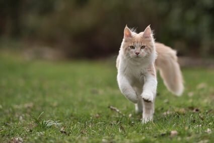 how do cats move their tails?