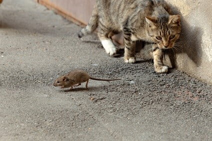 how do you stop cats catching mice?