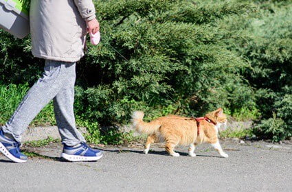 how long should I walk my cat?