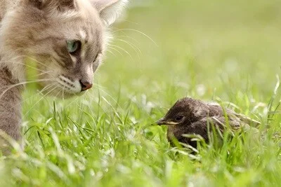 how to stop cat bringing in birds and mice