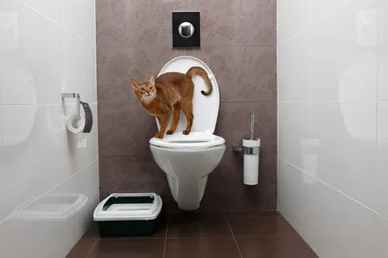 is it bad for cats to drink out of the toilet?