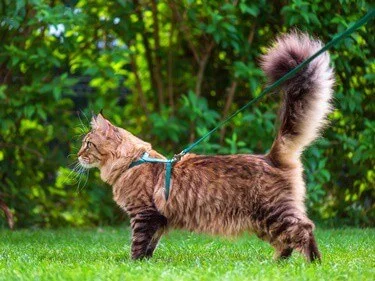 is walking a cat on a leash cruel?