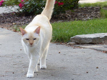 personality of flame point siamese cats