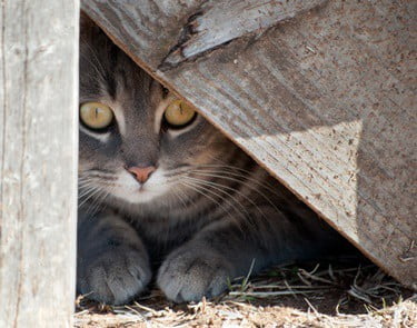 what to do if your cat is hiding and wont come out