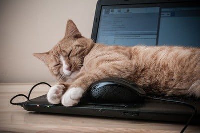 why are cats attracted to laptops?