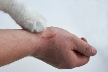 why-do-cat-scratches-itch-and-swell?